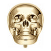 Titanium Top Anatomical Human Skull Internally Threaded